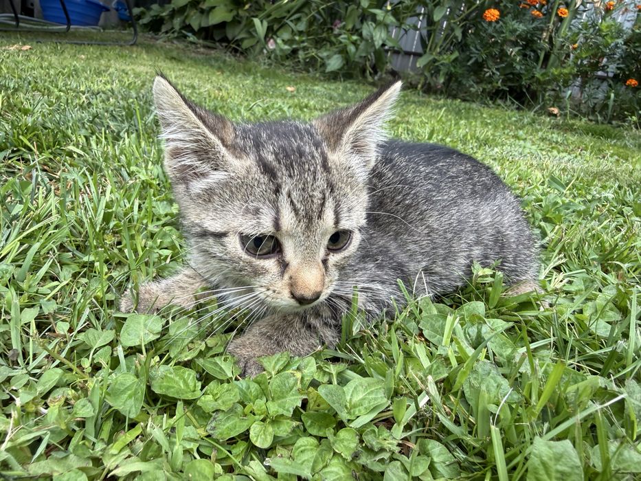 Adoptie 3 pisicute (2 fetite si un baiat)