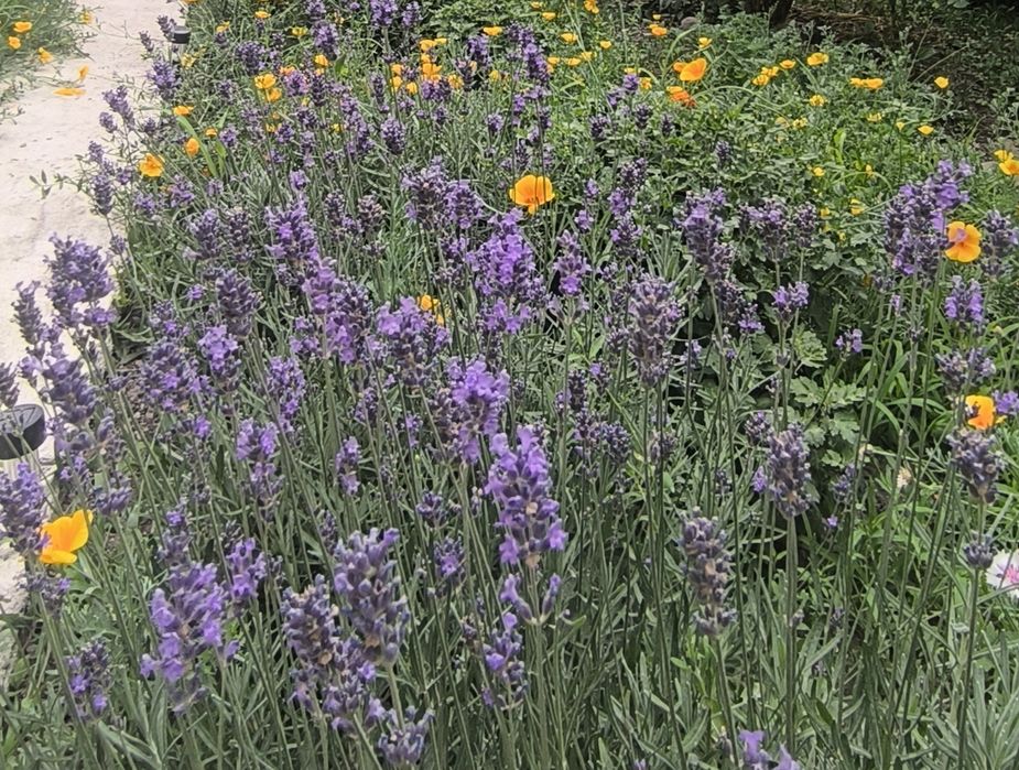 Садовые цветы  продам