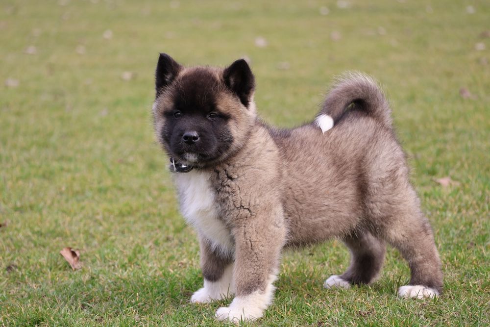Mascul akita american