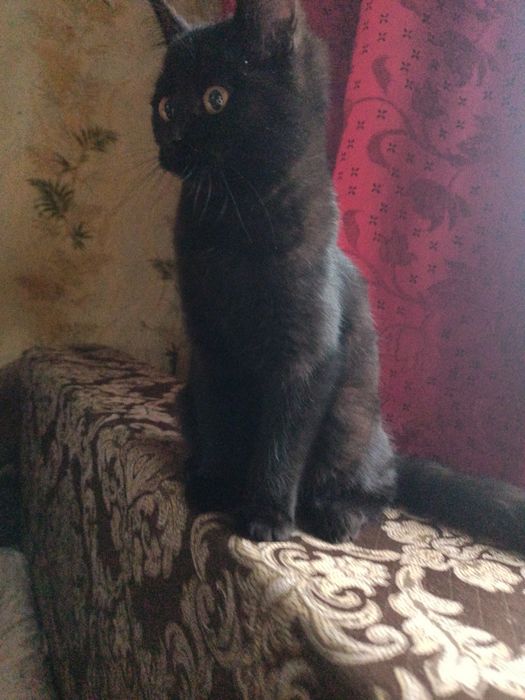 Отдам котенка бесплатно