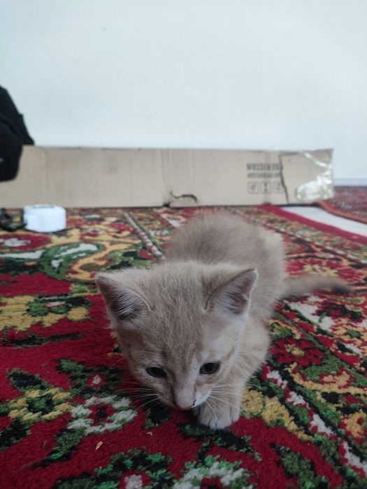 Котёночек Девушка Отдам Добрые Руки