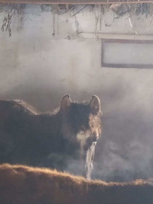 Лошади на продажу и обмен