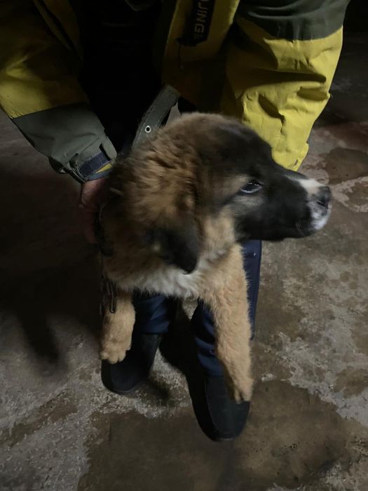 Алабай ит сатылады!