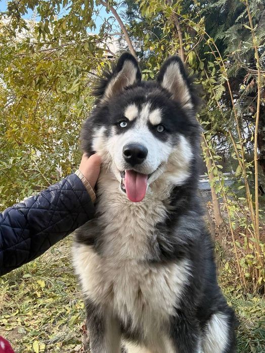 Sibirski haski ili xaski