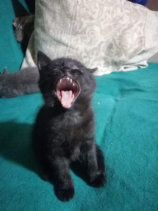 Отдам Котенка в хорошие руки