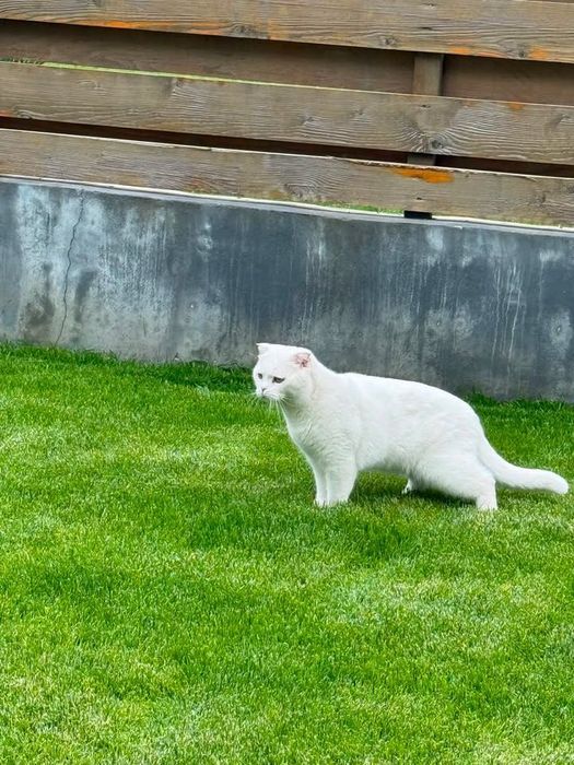 Adoptie Scottish Fold-Motan 3 ani