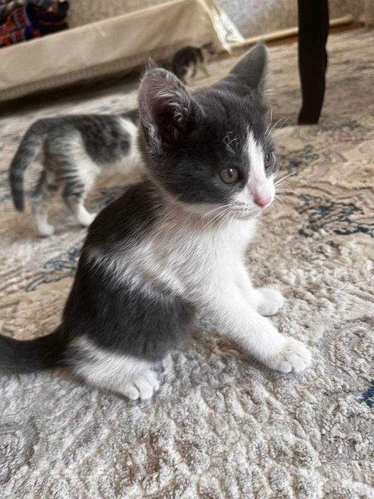 Отдадим в хорошие руки маму кошку и 2 котят!