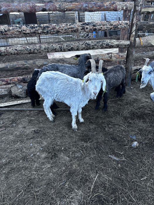 Продам коз,Ешки сатылад