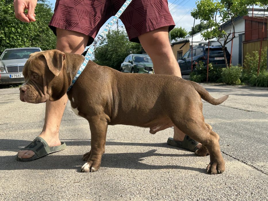 Mascul American Bully