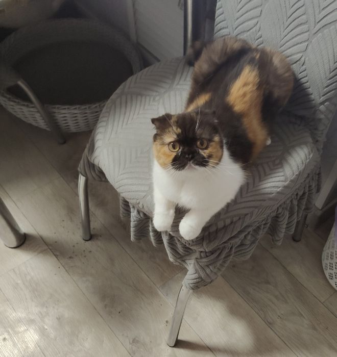 Котята Бикалорные Элитные