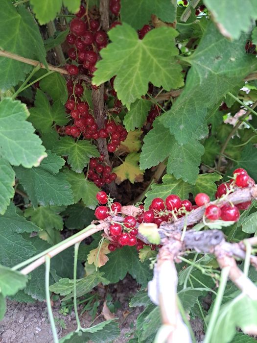 Продаю кусты красной смородины