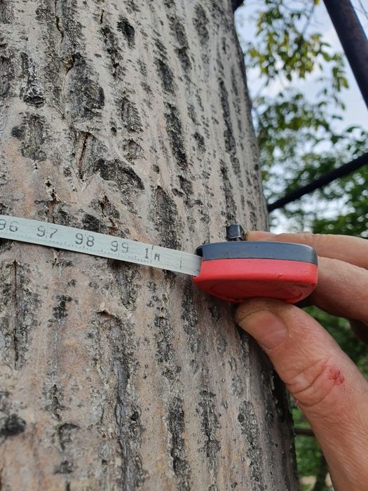 Продам дерево Орех