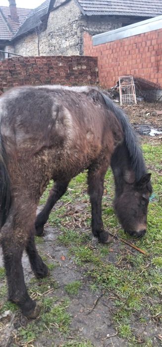 Vând mânz de un an și jumătate sau se schimbă pe o mânză