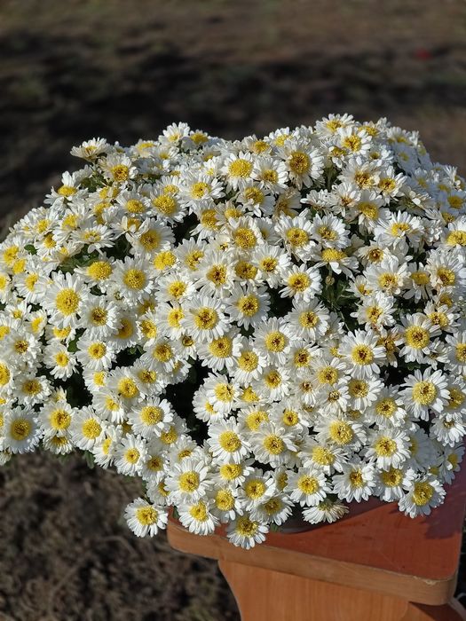 Маточники мультифлоры