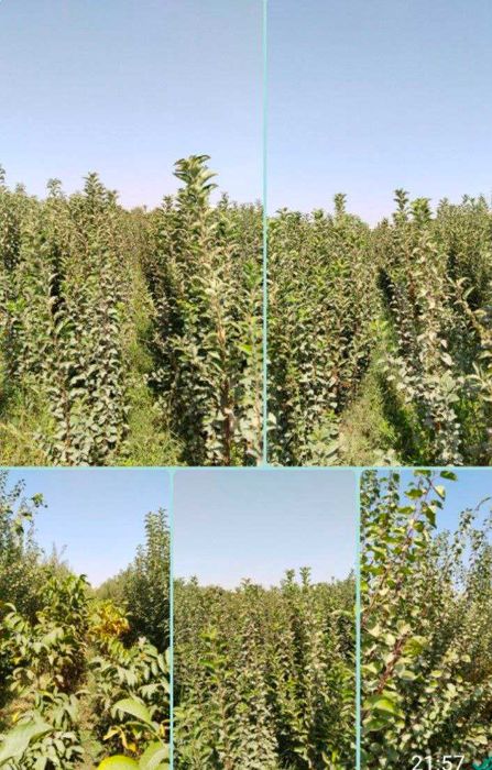 Боғ барпо қиламиз – мевали ва манзарали кўчатлар!