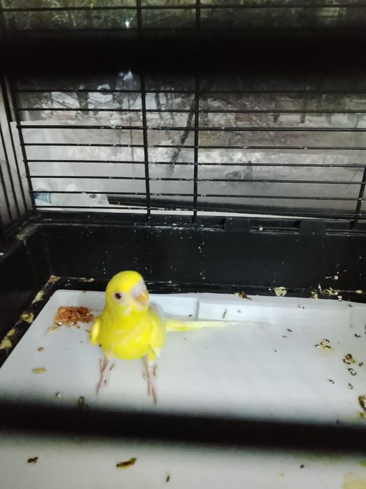 Попугай пара волнистый