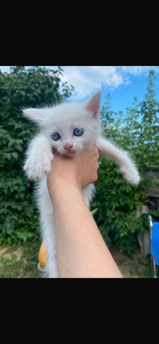 Отдам котят в добрые руки