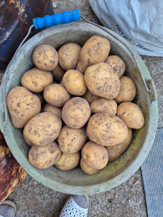 Продается семенная картошка