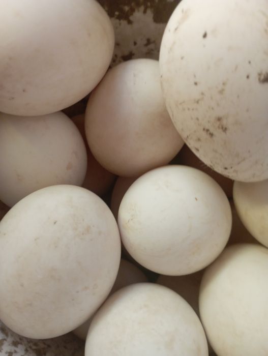 Яйцо гусиное инкубационное