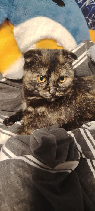 Ищем кота на Вязку