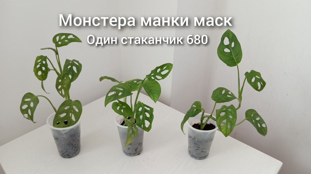 Үй гүлдері/Комнатные растения