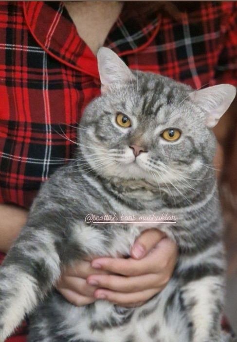 СОТИЛМИДИ ВЯЗКАГА ОПЫТНЫЙ  Угилбола мушук пародаси скотиш-страйт