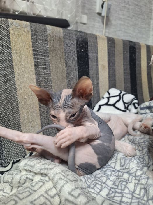 Продам котят сфинкса.