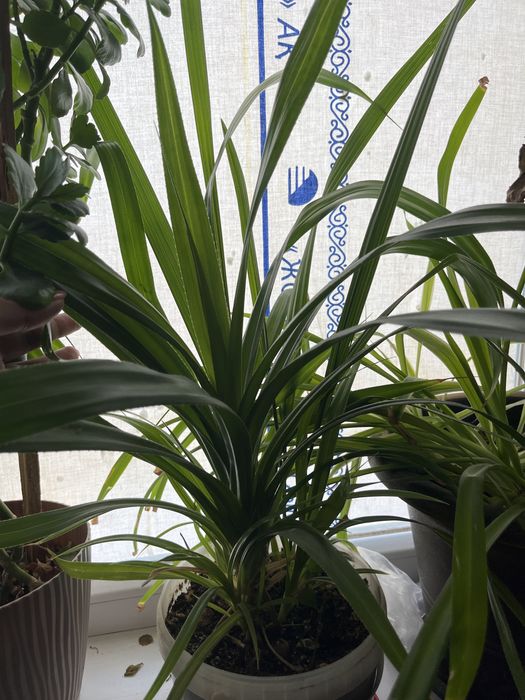 все цветки дам на 30 000