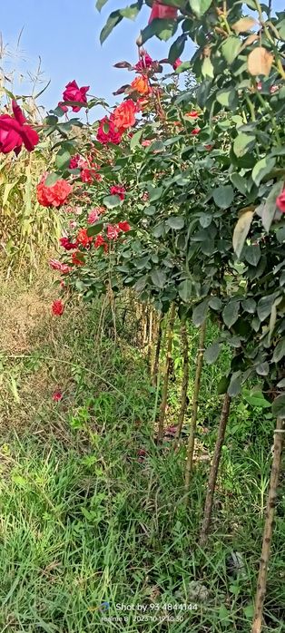 Штамповый атиргуллар дехкончилик