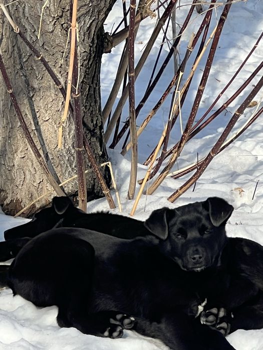 Срочно пристраивается щенок