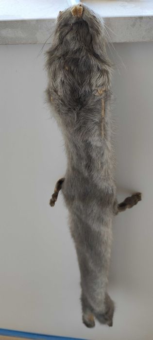 Сива яка от норка