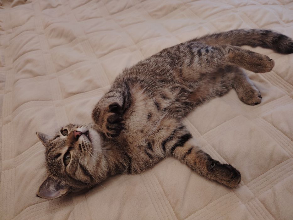 Котенок в добрые руки