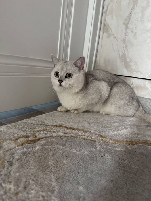 Mishug British chinchilla