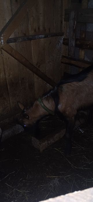 Țapi alpinism francezi originali