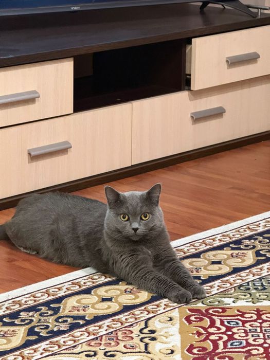 Отдам в добрые руки