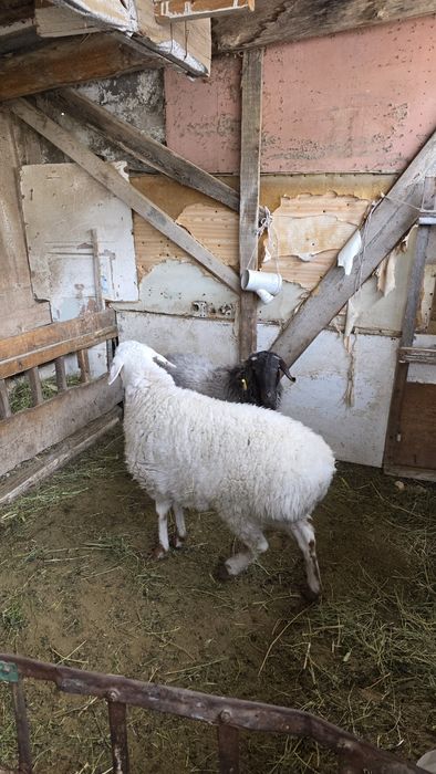 Семіз Тоқты сатылады