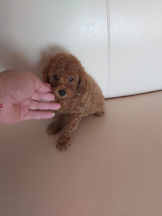 Той пудел бебета