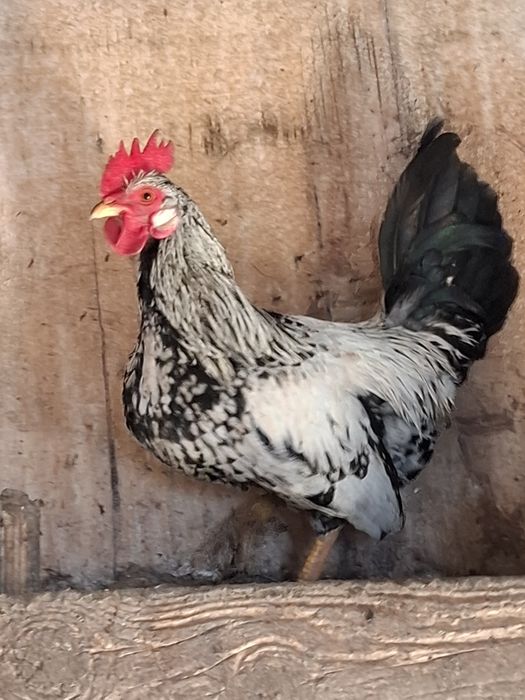 Gaini pitice perechie