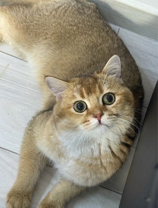 Кот золотая шиншилла