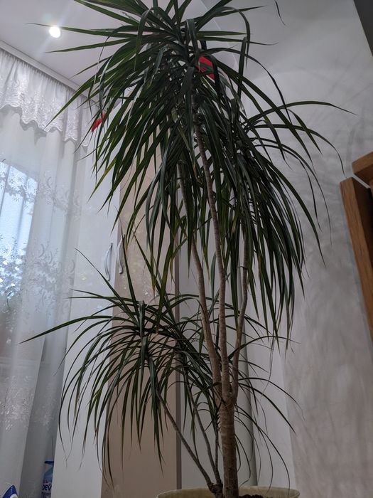 Plantă de interior Arborele dragonului ( Dracaena marginata)