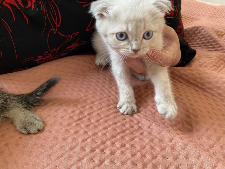 Mushuk 100 % kafolati bilan toza zotli