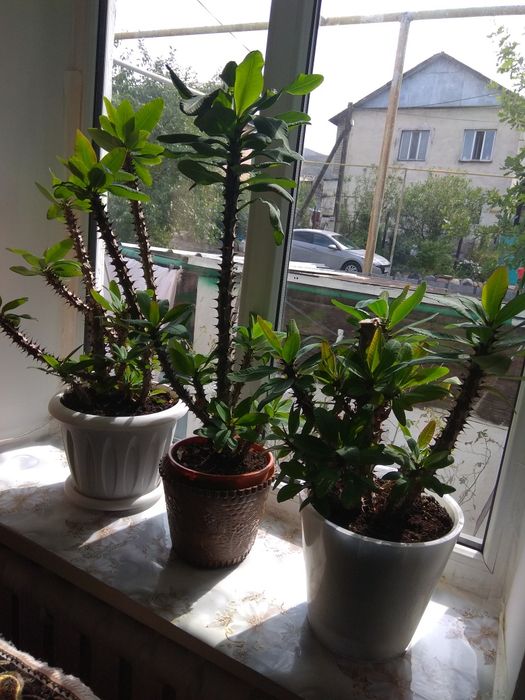 Комнатные растения