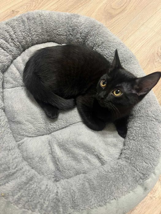 отдам котенка в добрый руки