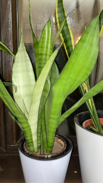 сансивиерия разные