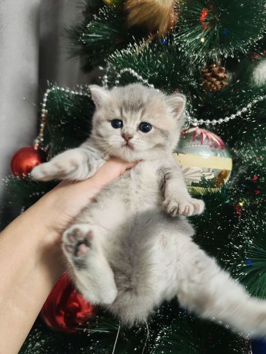 Котята шотландцы золотая шиншилла