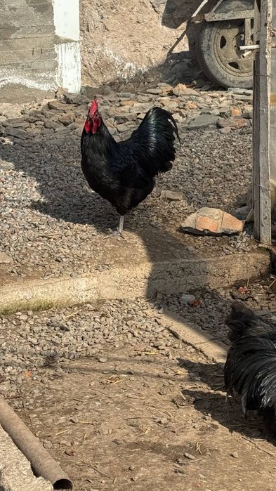 Tovuq xoʻroz tuxumlari avstraloʻp ruminiya 15000