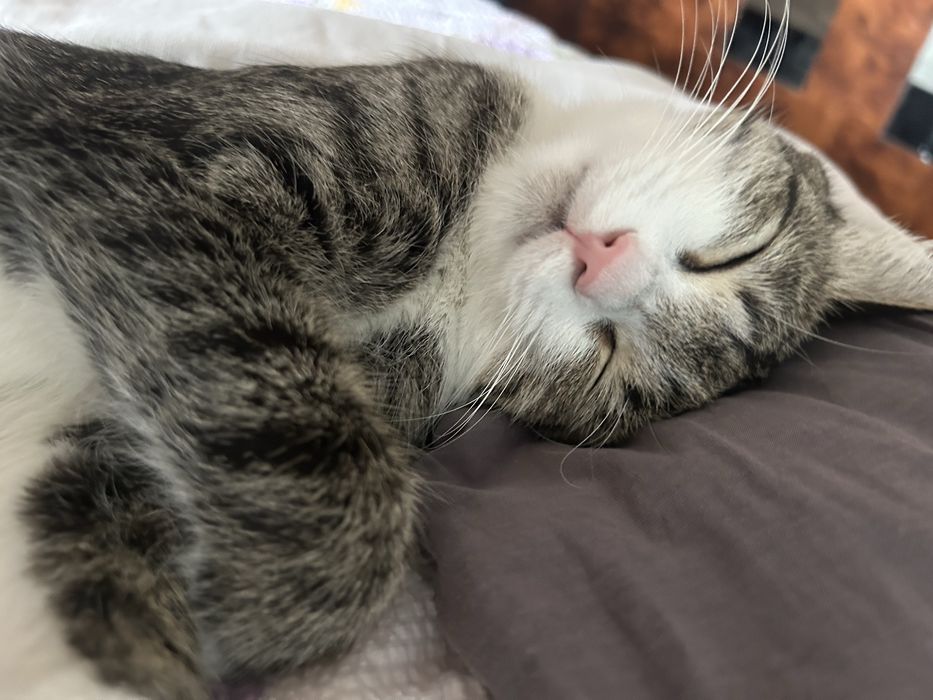 Отдам котенка даром