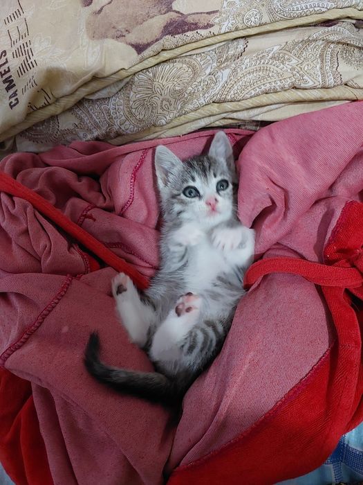 Котёнок девочка 1,5 месяца