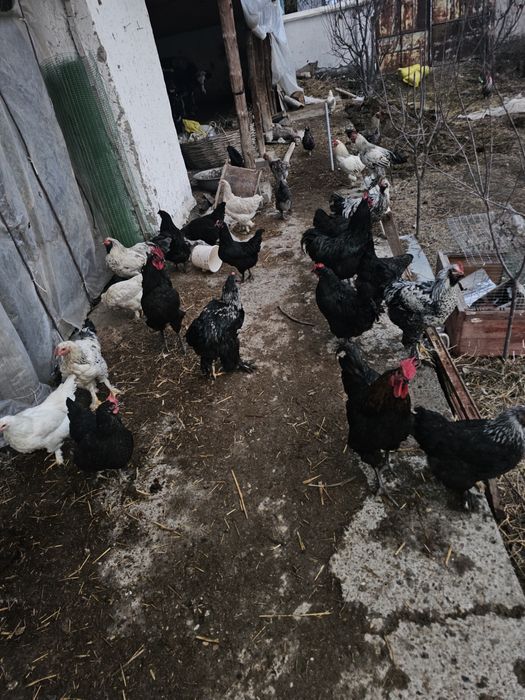 Брама товук ва хурозлари сотилади