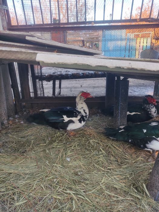 Селезень индоутки